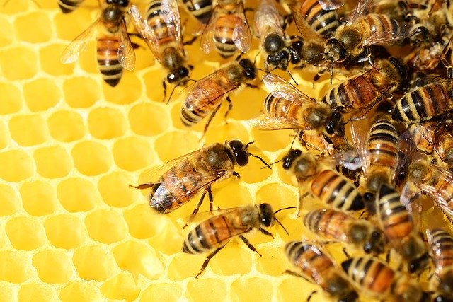 Piotrkowianie mogą być dumni ze swoich pszczelarskich wyrobów
